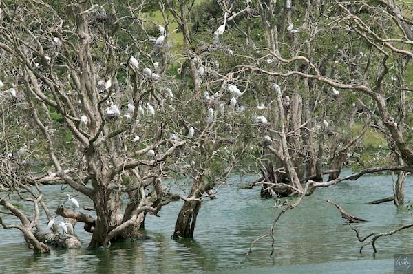 AustraliaEast 10  045